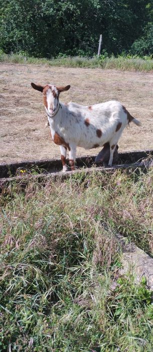 Troco cabras por ovelhas