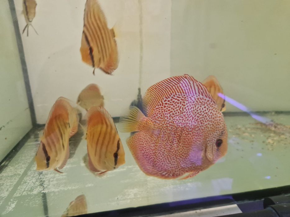 Discus Super Pantera