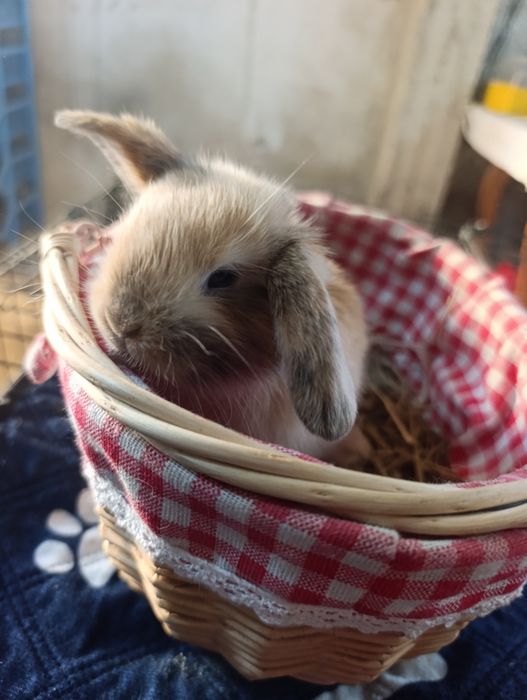 Bebés orelhudos disponíveis