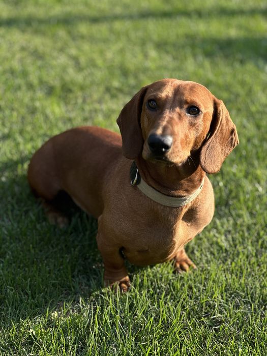 Такса хлопчик для вʼязки