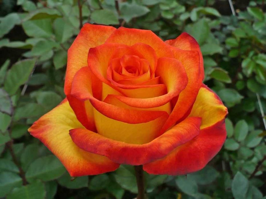 Roseira que dá ROSAS de FOGO, flores lindissimas Apenas envios