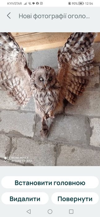 Фазани і сови гарна вичінка