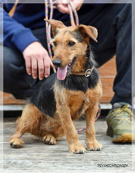 Zara – kiedyś miała dom, teraz tęskni za kratami