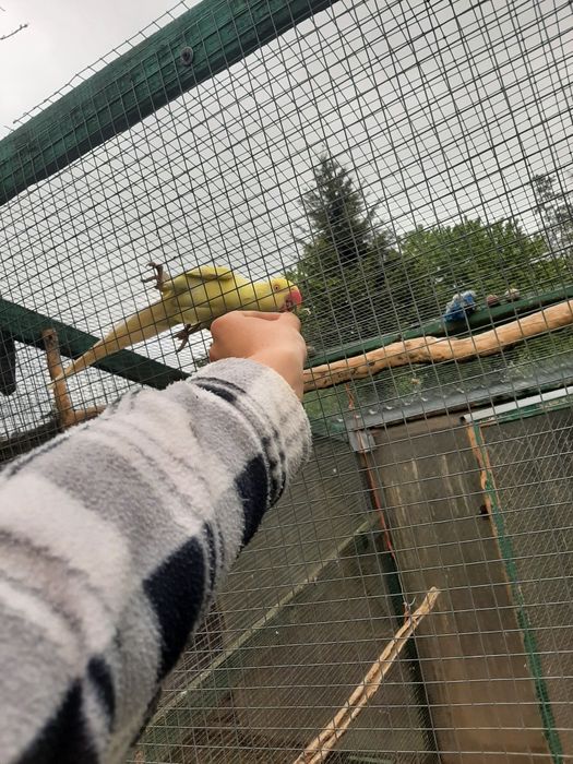 Aleksandretta obrożna osowjona