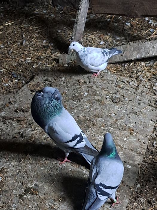 Gołębie różne sprzedam