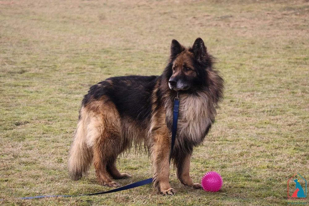 Przepiękny pies w typie owczarka - pełen miłości do ludzi - adoptuj
