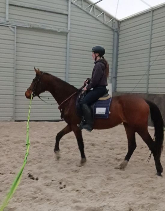 Klacz po Blitz Al Z , 3 lata, czysty TUV, zajeżdżona