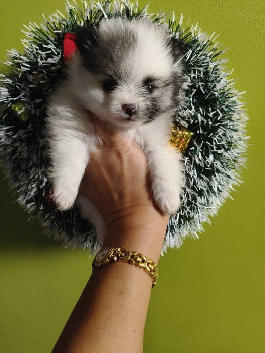 Spitz alemão menina Lulu