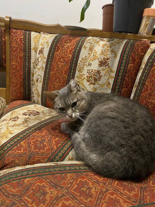Віддам кота в добрі руки