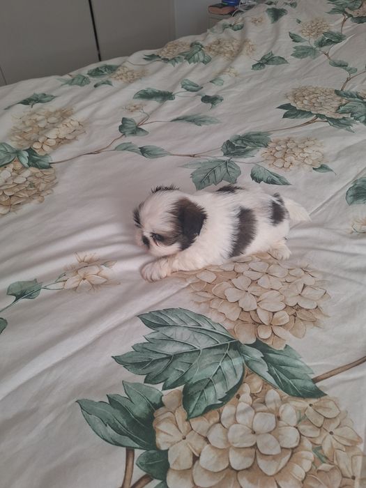 Piękniak z rodowodem