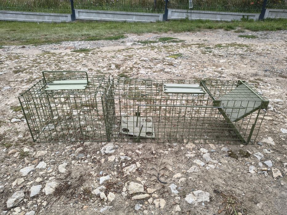 Żywo łapka na kuny,koty, tchórze , itp