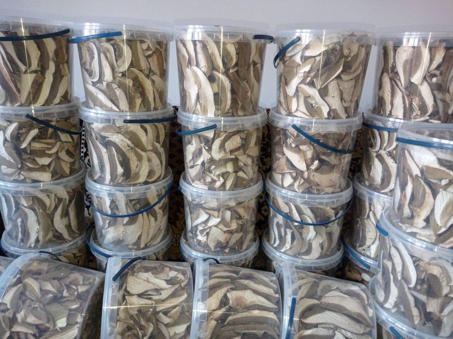 Гриби білі без піску Закарпаття