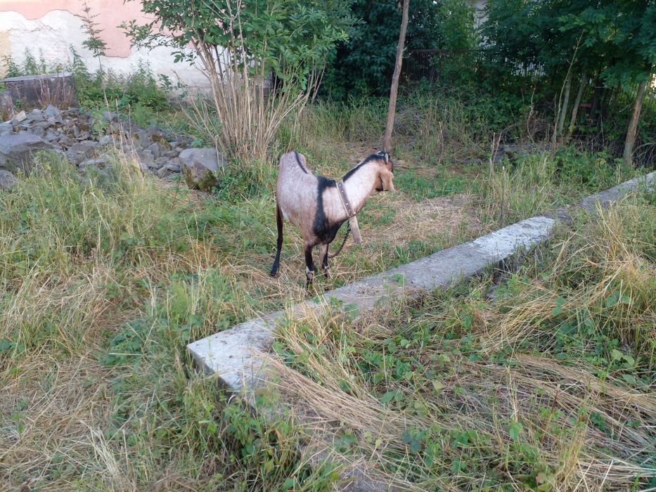 Продам англонобійського козла 100% на племя