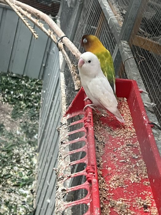 Vendo viveiro para passaros com um ano