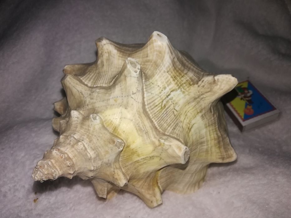 Продам мушлі (ракушки) океанічні, великі