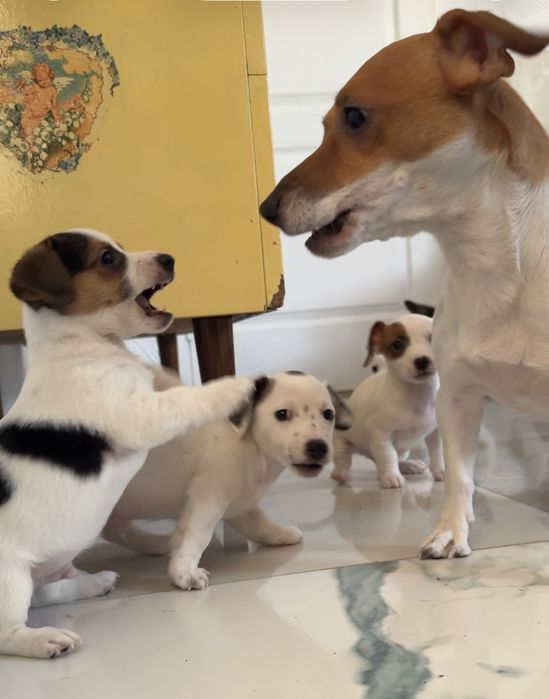 Цуценята Джек Рассел тер'єр