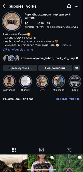 Йорк хлопчик стандарт — 2,5 місяці