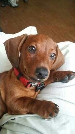 Маленька пані в рудому оксамиті