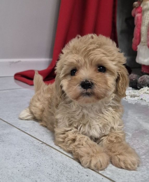 Cavapoo Sunia hybryda ras