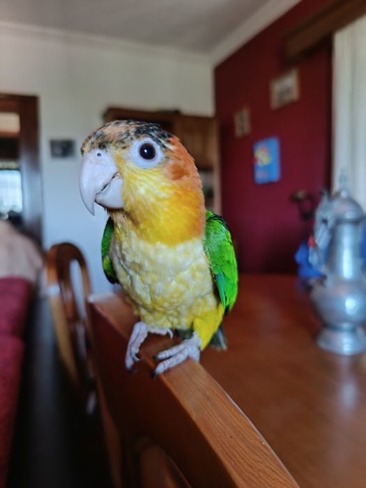 Aves selvagens novas e adultas .