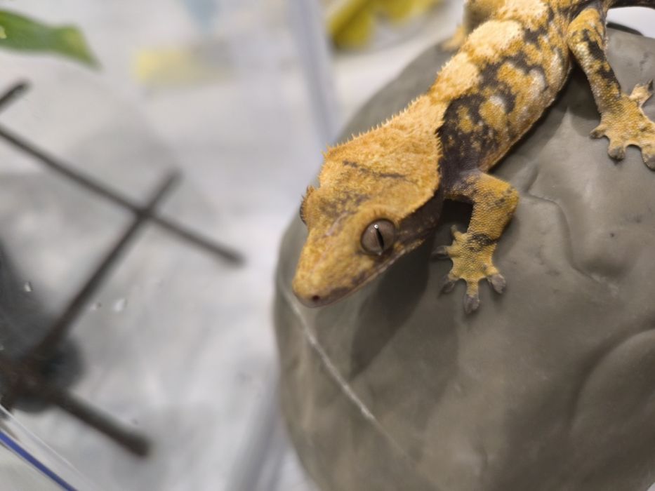 Gekon orzęsiony samiec