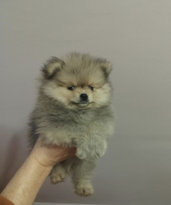 Pomeranian ZKwP  szpic miniaturowy