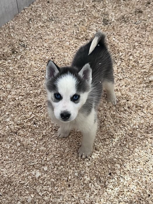 Husky Siberiano
