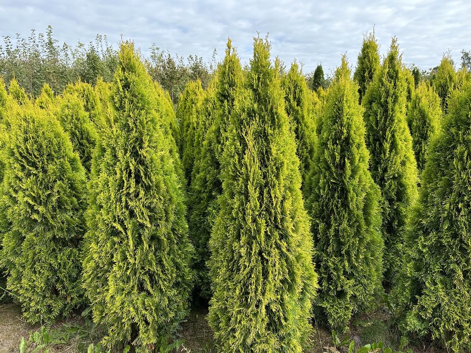 Tuja Szmaragd Gold na żywopłot 160-200cm złoty szmaragd