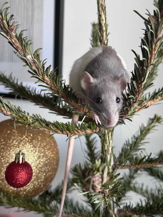 Dorosłe szczurki Dumbo (samce i samice) | Kraków | 1 rok