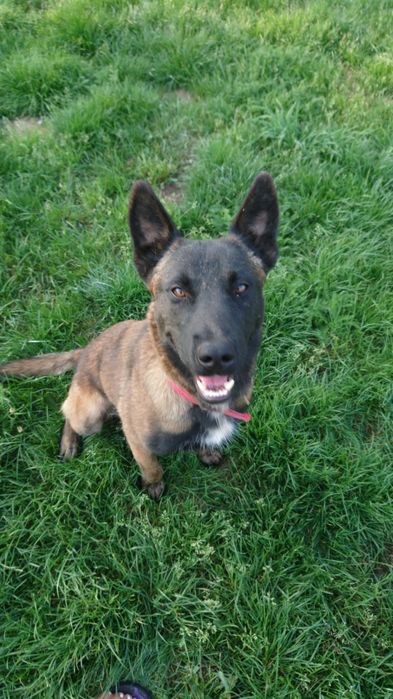 Owczarek belgijski Malinois - pies