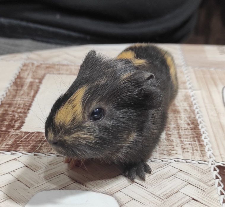 Три  морські свинки