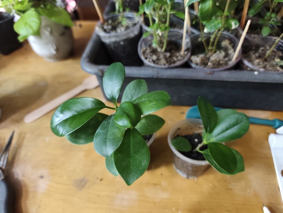Фікус Мокламе (Ficus microcarpa Moclame)