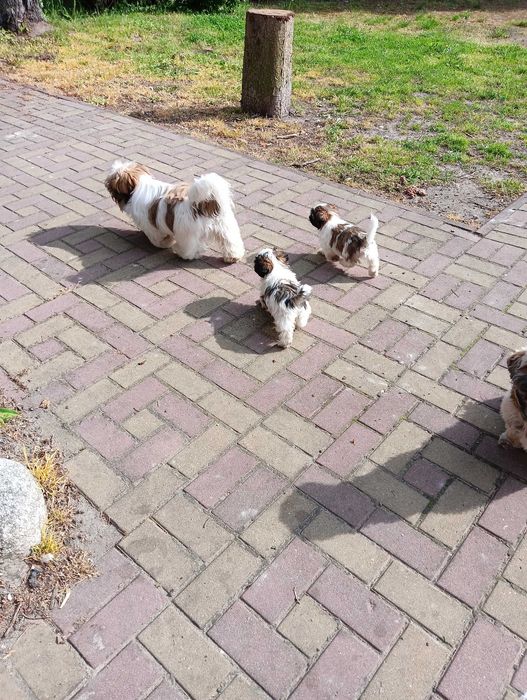 Piękna suczka  shih tzu