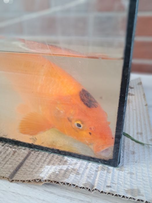 Karp karpie  koi 40 cm