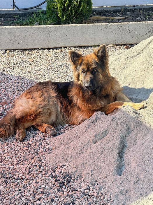 Собачки,  цуценята, щенята від вівчарки, безкоштовно