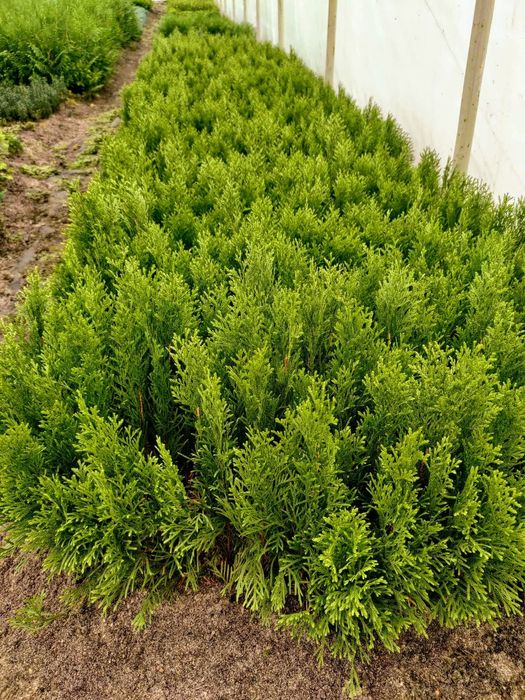 Tuja 'Smaragd Witbont, Witche, Variegata' - dwuletnie sadzonki