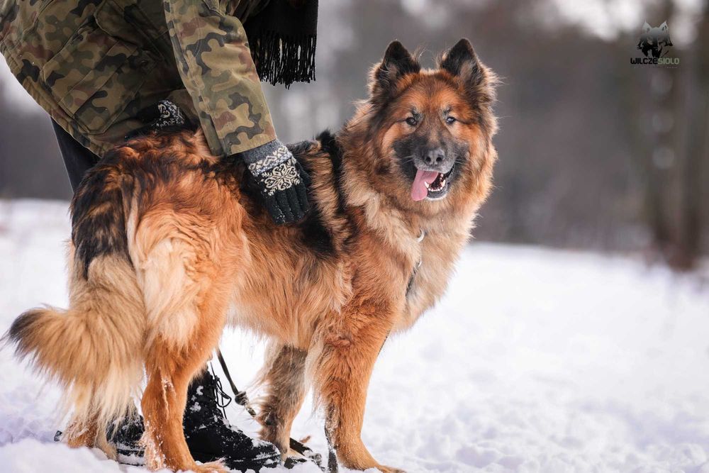 Rocky , około 5 letni owczarek do adopcji z fundacji