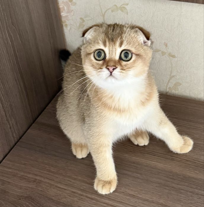 Золотая шиншилла мальчик