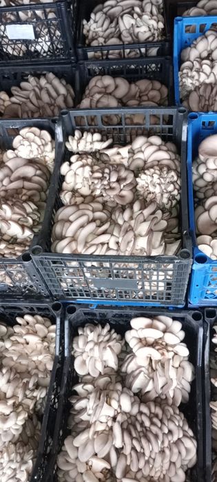 Продаю гриби глива