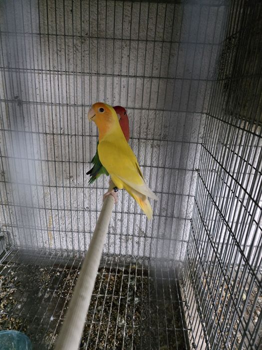 Agapornis Long  Feather