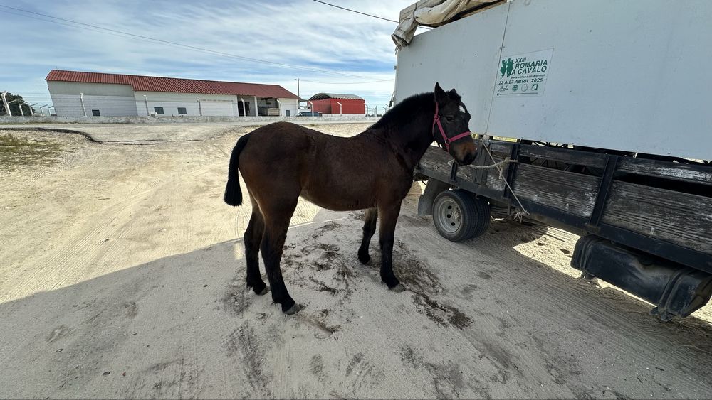 Poldra breton x lusitano