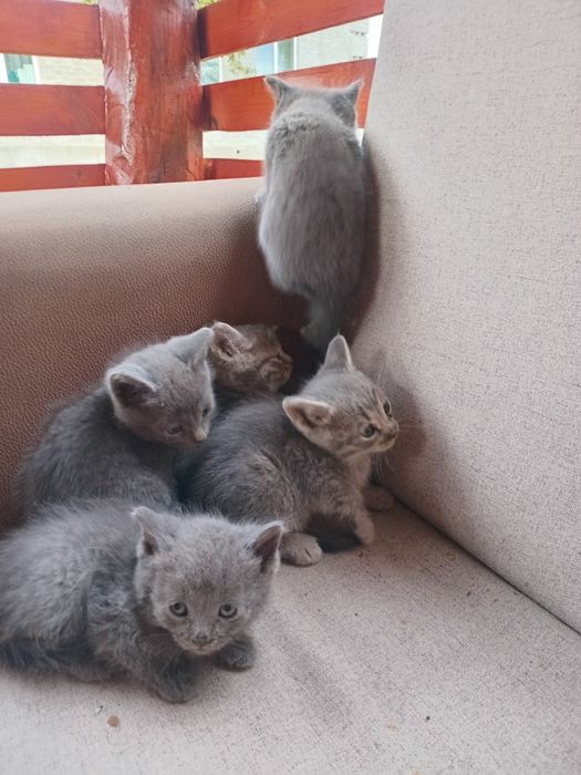 Кошенята в добрi  руки