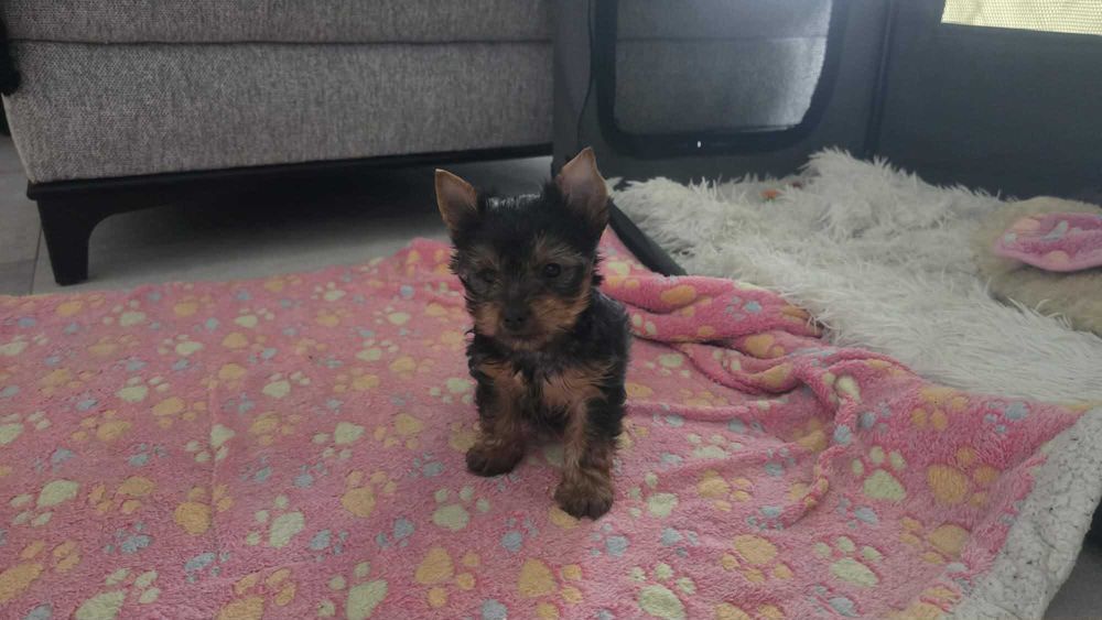 York miniaturka piesek yorkshire terier XXS