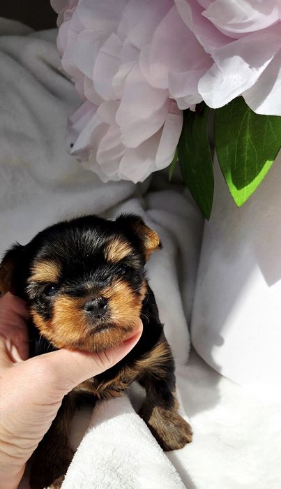 Piesek Yorkshire terrier rod ZKwP FCI