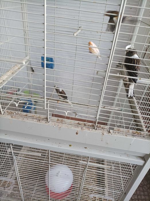 Canárias femeas raça arlequim bonitas e saudáveis