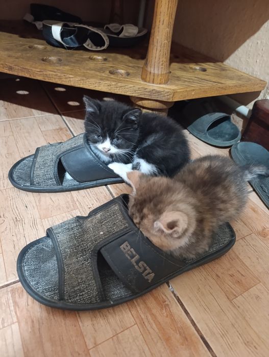Віддамо безкоштовно кошеняток