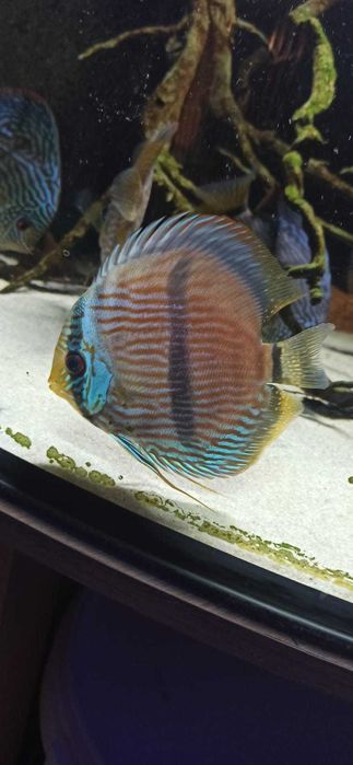 Wild Discus Heckel