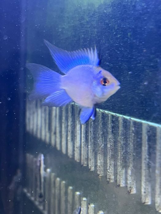 Ramirez balão electric blue