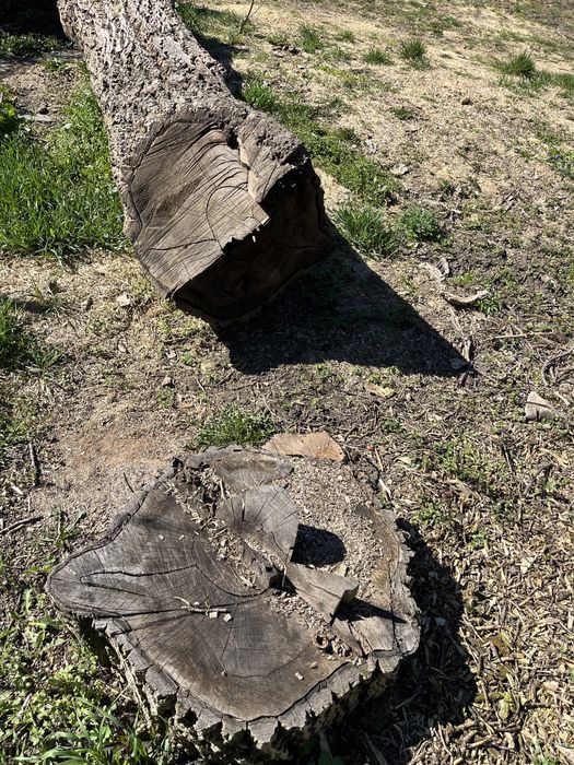 Kłoda orzecha włoskiego