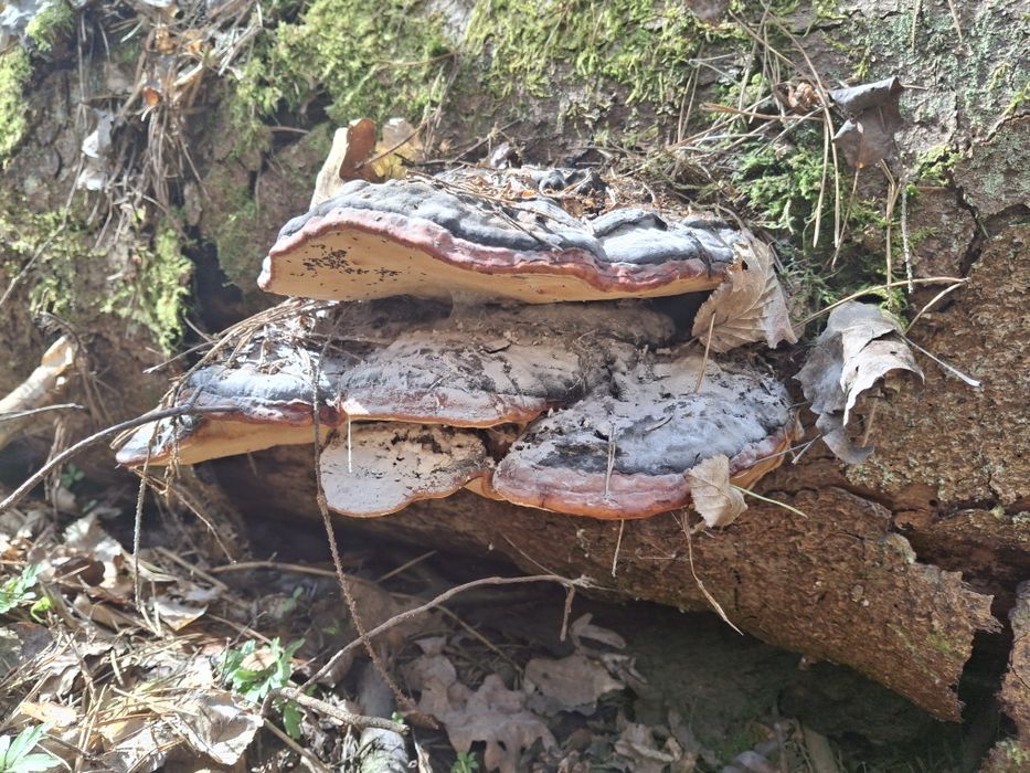 Chuba leśna  z lasu